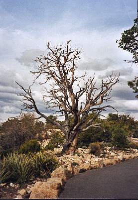 Baum am Grand Canyon